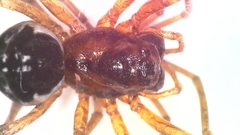 Pachygnatha listeri