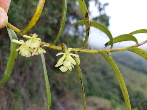 Epidendrum aggregatum Lindl.