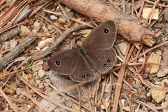 Ypthima argus