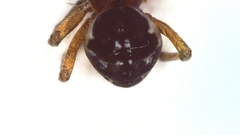 Pachygnatha listeri