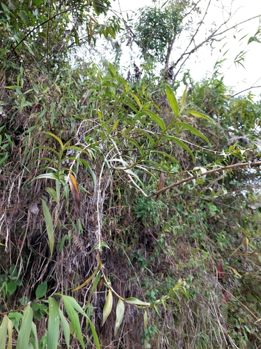 Epidendrum aggregatum Lindl. 2