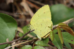 Eurema mandarina