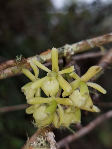 Epidendrum aggregatum Lindl. 3