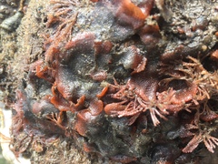 Watersipora subtorquata