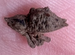 Ouroporopterus squamiventris