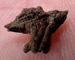 Ouroporopterus squamiventris