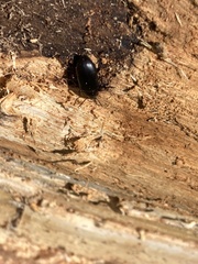 Meracantha contracta