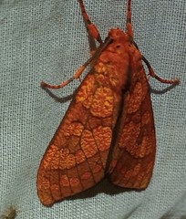 Elysius