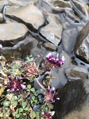 Trifolium variegatum