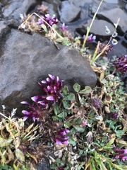 Trifolium variegatum