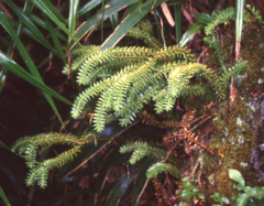 Phlegmariurus phyllanthus