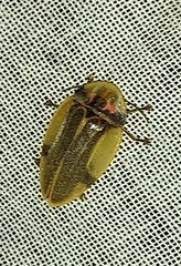 Aspisoma aegrotum