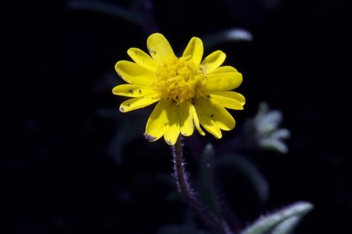 Image of Harmonia nutans by (c) Arvel Hernandez, some rights reserved (CC BY)