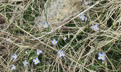 Houstonia serpyllifolia