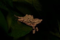 Ouroporopterus squamiventris