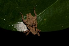 Ouroporopterus squamiventris