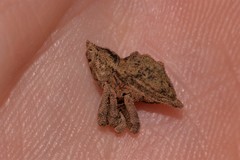 Ouroporopterus squamiventris