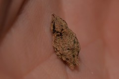 Ouroporopterus squamiventris