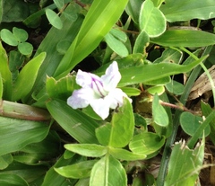 Ruellia repens