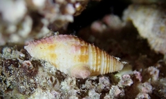 Mitridae