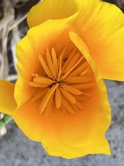 Eschscholzia californica