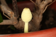 Leucocoprinus birnbaumii