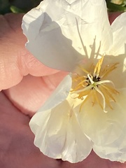 Eschscholzia californica