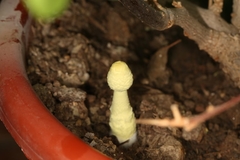 Leucocoprinus birnbaumii