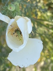 Eschscholzia californica