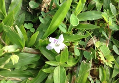 Ruellia repens