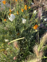 Eschscholzia californica