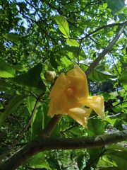 Tabernaemontana donnell-smithii