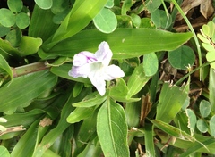 Ruellia repens