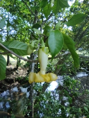 Tabernaemontana donnell-smithii