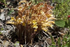 Aphyllon franciscanum