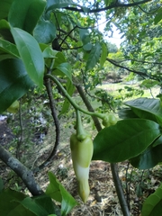 Tabernaemontana donnell-smithii