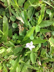 Ruellia repens