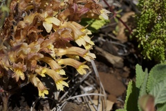 Aphyllon franciscanum