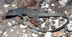 Aspidoscelis marmoratus