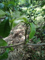 Tabernaemontana donnell-smithii