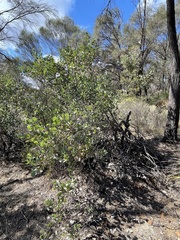 Hakea petiolaris