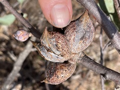 Hakea petiolaris