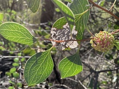 Hakea petiolaris