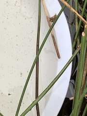 Ambystoma macrodactylum