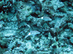 Parupeneus pleurostigma