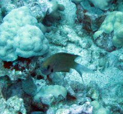 Pycnochromis pacifica