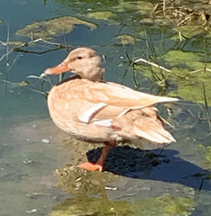 Anas platyrhynchos domesticus