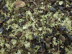 Xanthoparmelia sorediata