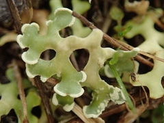 Xanthoparmelia sorediata