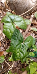 Asarum blumei